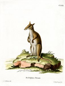 Dunkles Wallaby von German School