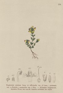 Zwerg-Augentrost (Euphrasia minima, Euphrasia officinalis, Euphrasia pratensis var. nemorosa) von German School