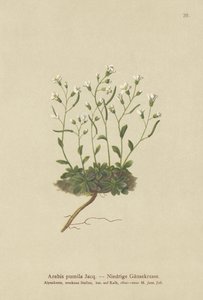 Zwerg-Gänsekresse (Arabis pumila) von German School