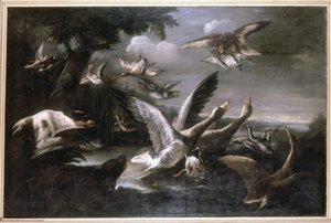 Adler, Wildgänse und Hunde