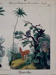 Bildungsposter mit Flora und Fauna Südamerikas, rechte Seite, veröffentlicht von F. Wentzel, Weißenburg, 1840 von German School