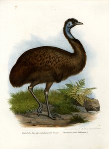 Emu, 1864 von German School