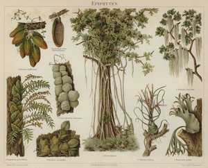 Epiphyten