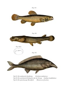 Erythrin von Malabar (Farblithografie)