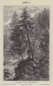 Europäische Lärche (Gravur) von German School
