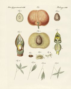Evolution und Fortpflanzung von Pflanzen und Schlaf der Blätter