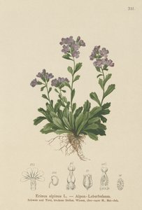 Elfenfingerhut (Erinus alpinus)