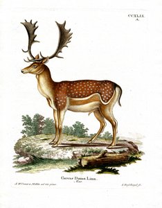 Damwild von German School