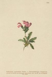 Farnblättriges Läusekraut (Pedicularis asplenifolia)