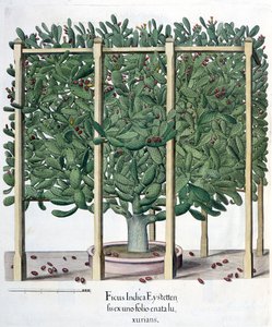 Ficus indica eystettensis, aus dem Hortus Eystettensis von Basil Besler, veröffentlicht 1613 von German School