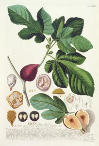 Feige, graviert von Johann Jakob Haid (1704-67), Tafel 73 aus einem botanischen Buch, veröffentlicht von Augustus Vind von German School