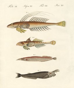 Fisch mit seltsamer Form von German School