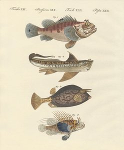Fisch mit seltsamer Form von German School