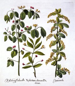 Fliegen-Geißblatt und Weißdorn, aus Hortus Eystettensis, von Basil Besler, veröffentlicht 1613 von German School