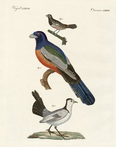 Fremde Vögel