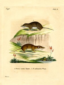 Waldspitzmaus von German School