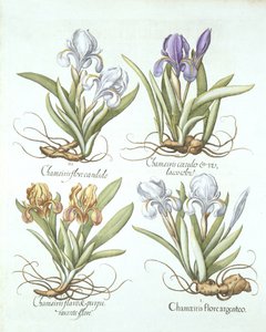 Vier Sorten Rhizom-Iris, aus Hortus Eystettensis, von Basil Besler (1561-1629), veröffentlicht 1613