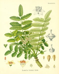 Weihrauch, Illustration aus Koehlers Heilpflanzen, veröffentlicht 1887