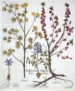 Lerchensporn, Seidelbast, Kornelkirsche und Frühlings-Krokus, aus Hortus Eystettensis, von Basil Besler, veröffentlicht 1613