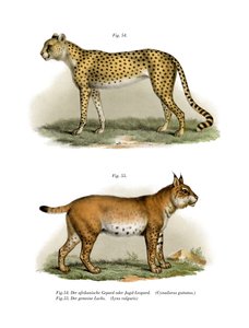 Gepard, 1860