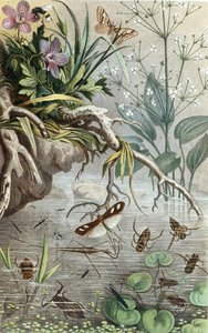 Deutsche Wasserwanzen und Wasserläufer, Tafel aus "Brehms Tierleben: Allgemeine Kunde des Tierreichs", Bd.9, S.33, veröffentlicht vom Bibliographischen Institut von German School