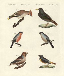 Deutsche Singvögel von German School