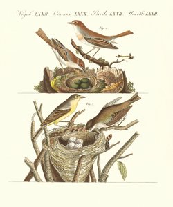 Deutsche Singvögel