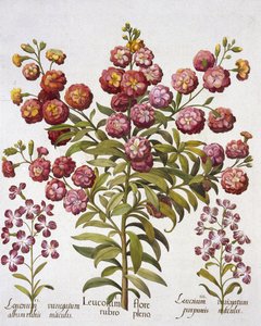 Levkoje, aus Hortus Eystettensis, von Basil Besler (1561-1629), veröffentlicht 1613 von German School