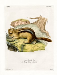 Goldmantel-Hörnchen von German School