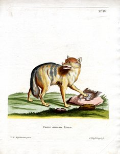 Goldschakal