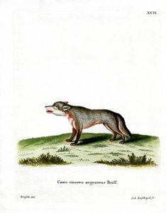 Graufuchs