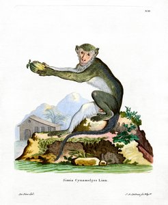 Grüne Meerkatze
