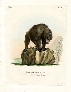 Grizzlybär