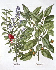 Guajakholz und Chinesischer Liguster, aus Hortus Eystettensis, von Basil Besler, veröffentlicht 1613