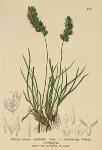 Haarschmuckgras