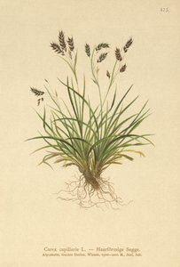 Haarähnliche Segge von German School