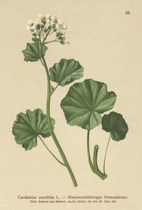 Behaarte Bitterkresse (Cardamine asarifolia) von German School