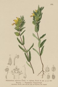 Behaarter Klappertopf (Rhinanthus aristatus, Rhinanthus alpinus)