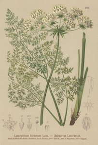 Hallers Haarstrang (Laserpitium hirsutum, Laserpitium halleri, Laserpitium panax) von German School