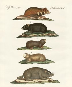 Hamster und Feldmäuse von German School