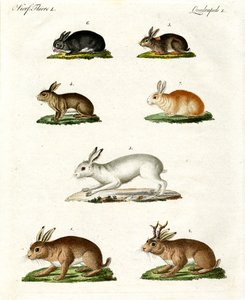 Hasen und Kaninchen