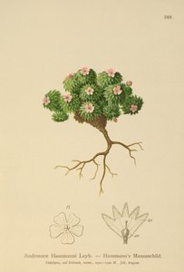 Hausmanns Mannsschild (Androsace Hausmannii)