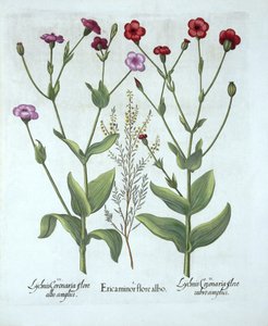 Heidekraut und zwei Arten von Lichtnelken, aus Hortus Eystettensis, von Basil Besler (1561-1629), veröffentlicht 1613 von German School
