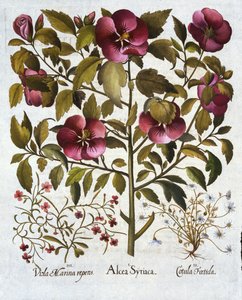 Hibiscus syriacus, Stinkende Kamille, aus Hortus Eystettensis, von Basil Besler, 1613