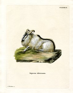 Himalaya-Tahr von German School