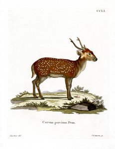 Hog Deer von German School