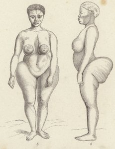 Hottentotten-Venus (Stich)
