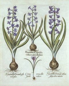 Hyazinthen und ein Herbst-Krokus, aus Hortus Eystettensis, von Basil Besler (1561-1629), veröffentlicht 1613 von German School