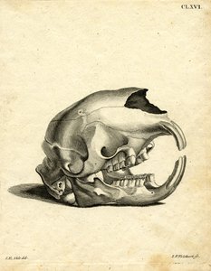 Hyrax-Schädel
