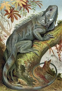 Leguan, Tafel aus Brehms Tierleben: Allgemeine Kunde des Tierreichs, Bd.7, S.88, veröffentlicht vom Bibliographischen Institut, 1892 von German School